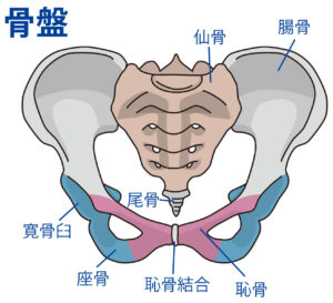 骨盤の解剖